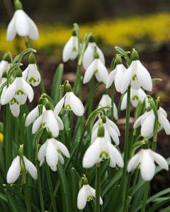 Galanthus elwesii.jpg